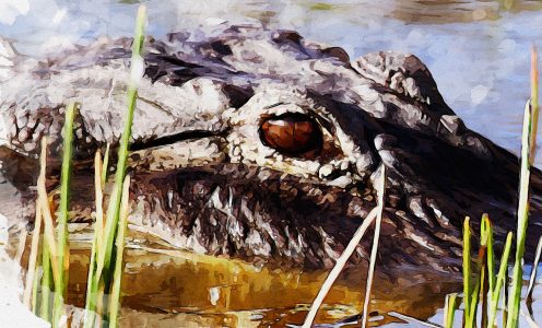 GATOR LEVEL – $3,500