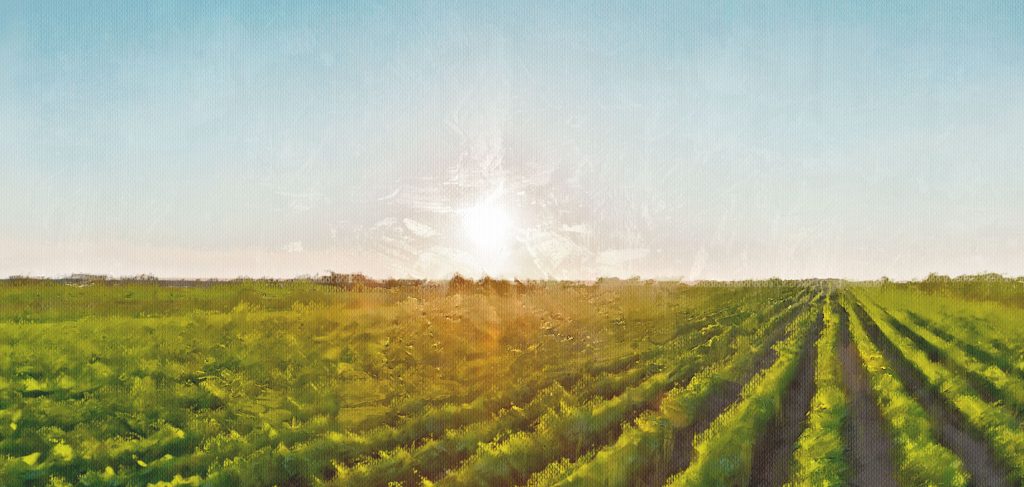 Photo of crops with a painting look.