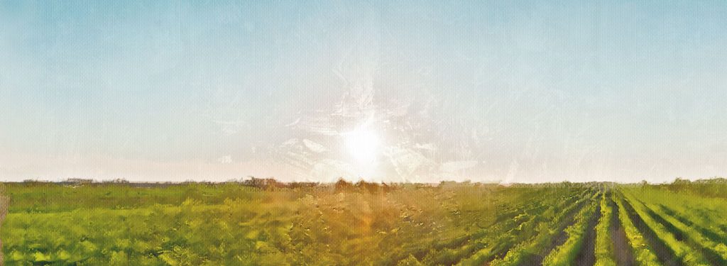 Photo of farm field that looks like a painting.